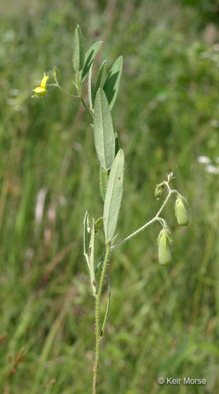 Image of arrowhead rattlebox