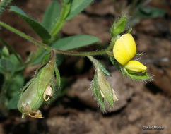 Image of arrowhead rattlebox