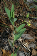 Image of arrowhead rattlebox