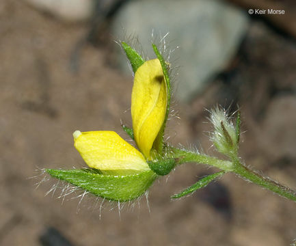 Image of arrowhead rattlebox