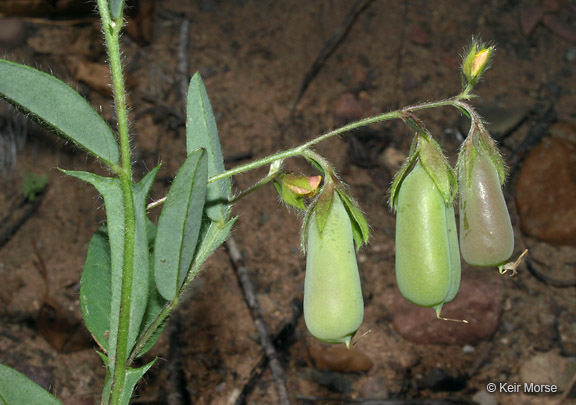 Image of arrowhead rattlebox