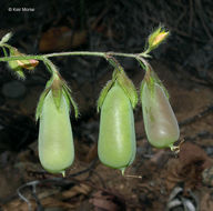 Image of arrowhead rattlebox