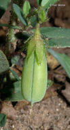 Image of arrowhead rattlebox