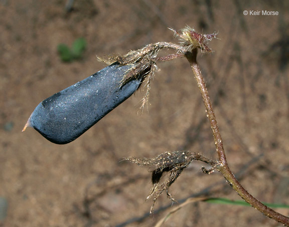 Image of arrowhead rattlebox