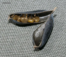 Image of arrowhead rattlebox