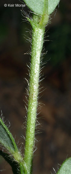 Image of arrowhead rattlebox