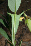 Image of arrowhead rattlebox