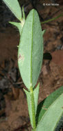 Image of arrowhead rattlebox