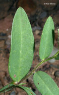 Image of arrowhead rattlebox