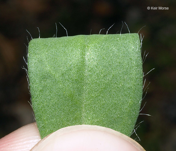 Image of arrowhead rattlebox