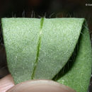 صورة Crotalaria sagittalis L.