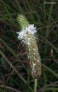 Image of <i>Dalea <i>candida</i></i> var. candida