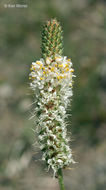 Слика од Dalea candida var. oligophylla (Torr.) Shinners