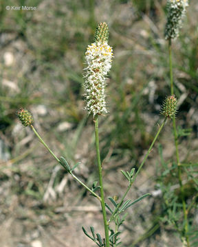 Слика од Dalea candida var. oligophylla (Torr.) Shinners