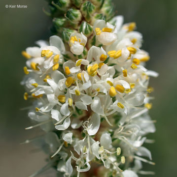 Слика од Dalea candida var. oligophylla (Torr.) Shinners