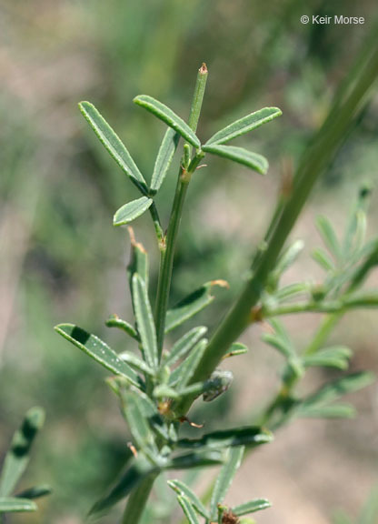 Image of white prairie clover