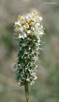 Image of white prairie clover