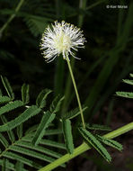 Image of Illinois bundleflower