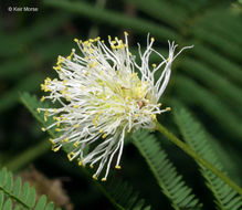 Image of Illinois bundleflower