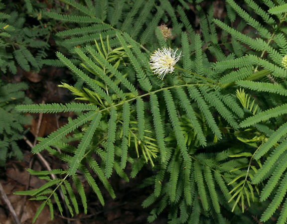 Image de Desmanthus illinoensis (Michx.) MacMill.