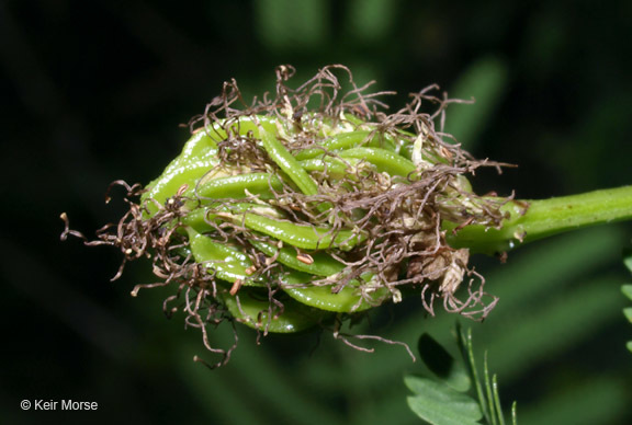 Image de Desmanthus illinoensis (Michx.) MacMill.