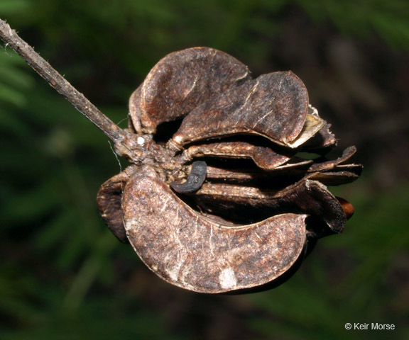 Image of Illinois bundleflower