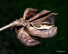 Image of Illinois bundleflower