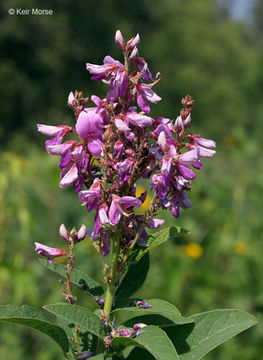 Desmodium canadense (L.) DC. resmi