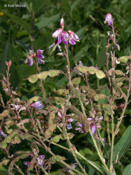 Image of showy ticktrefoil