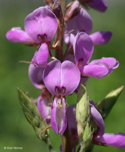 Image of showy ticktrefoil