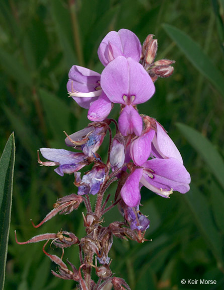 Image of showy ticktrefoil