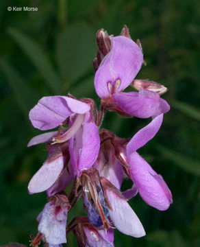 Image of showy ticktrefoil