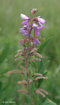 Image of showy ticktrefoil