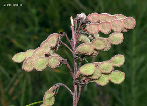 Image of showy ticktrefoil