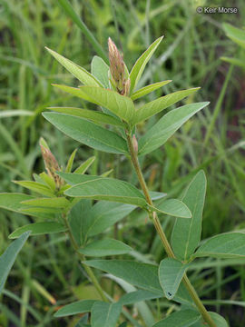 Image of showy ticktrefoil