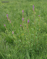 Image of showy ticktrefoil