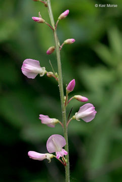 Image of pointedleaf ticktrefoil