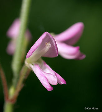 Image of pointedleaf ticktrefoil