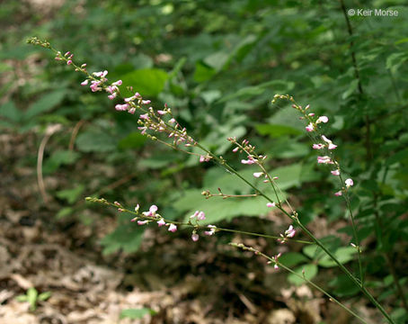 Image of pointedleaf ticktrefoil