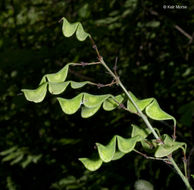 Image of pointedleaf ticktrefoil