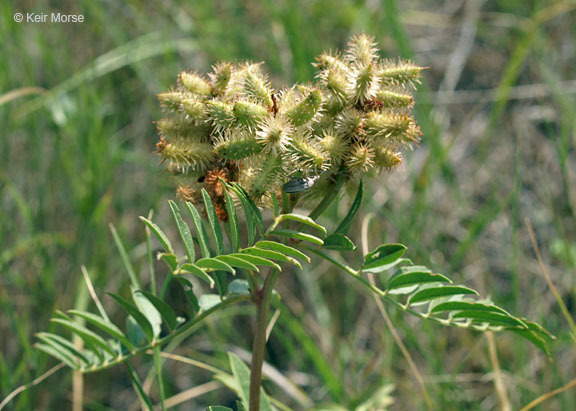 Image of American licorice