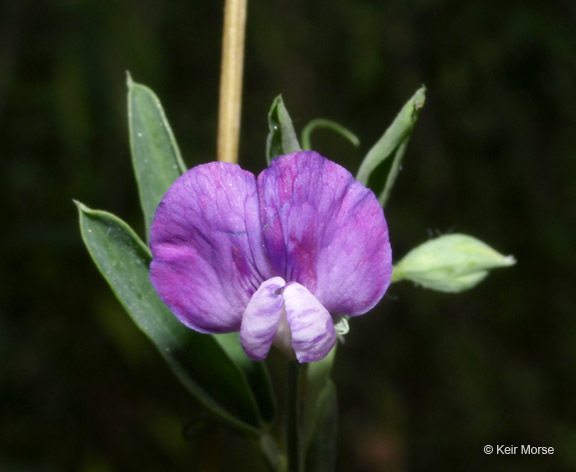 Plancia ëd Lathyrus hirsutus L.