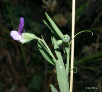 Plancia ëd Lathyrus hirsutus L.