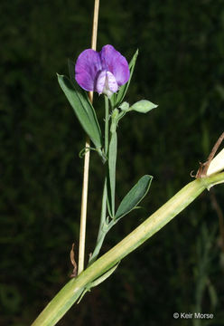 Plancia ëd Lathyrus hirsutus L.