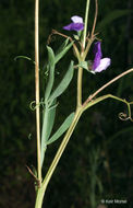 Plancia ëd Lathyrus hirsutus L.