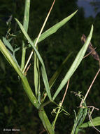 Plancia ëd Lathyrus hirsutus L.