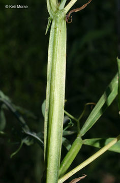 Plancia ëd Lathyrus hirsutus L.