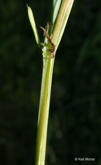 Plancia ëd Lathyrus hirsutus L.