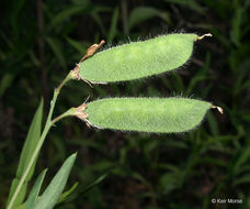 Plancia ëd Lathyrus hirsutus L.