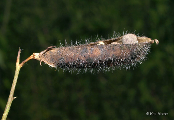 Plancia ëd Lathyrus hirsutus L.